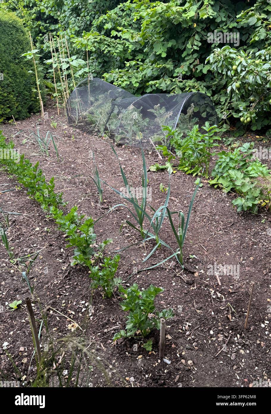 Ortaggi giovani nel letto di coltura e sotto campane di vetro in primavera Foto Stock