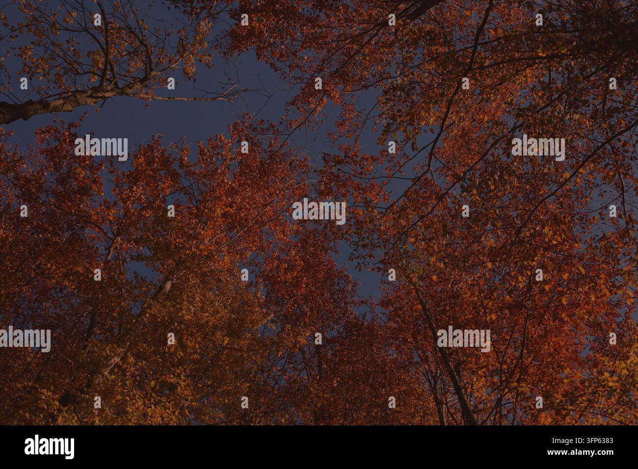 Sfondo autunnale scuro e sottile. Sfondo a basso contrasto con alberi autunnali in Polonia. Foto Stock
