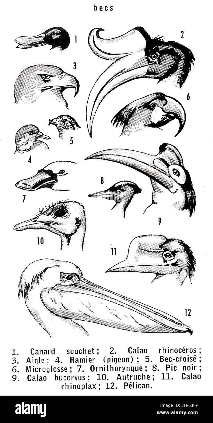 Illustrazione scientifica che raffigura uno studio comparativo di vari becchi di uccelli, mostrando gli adattamenti evolutivi e le caratteristiche morfologiche uniche tra le diverse specie aviarie Foto Stock