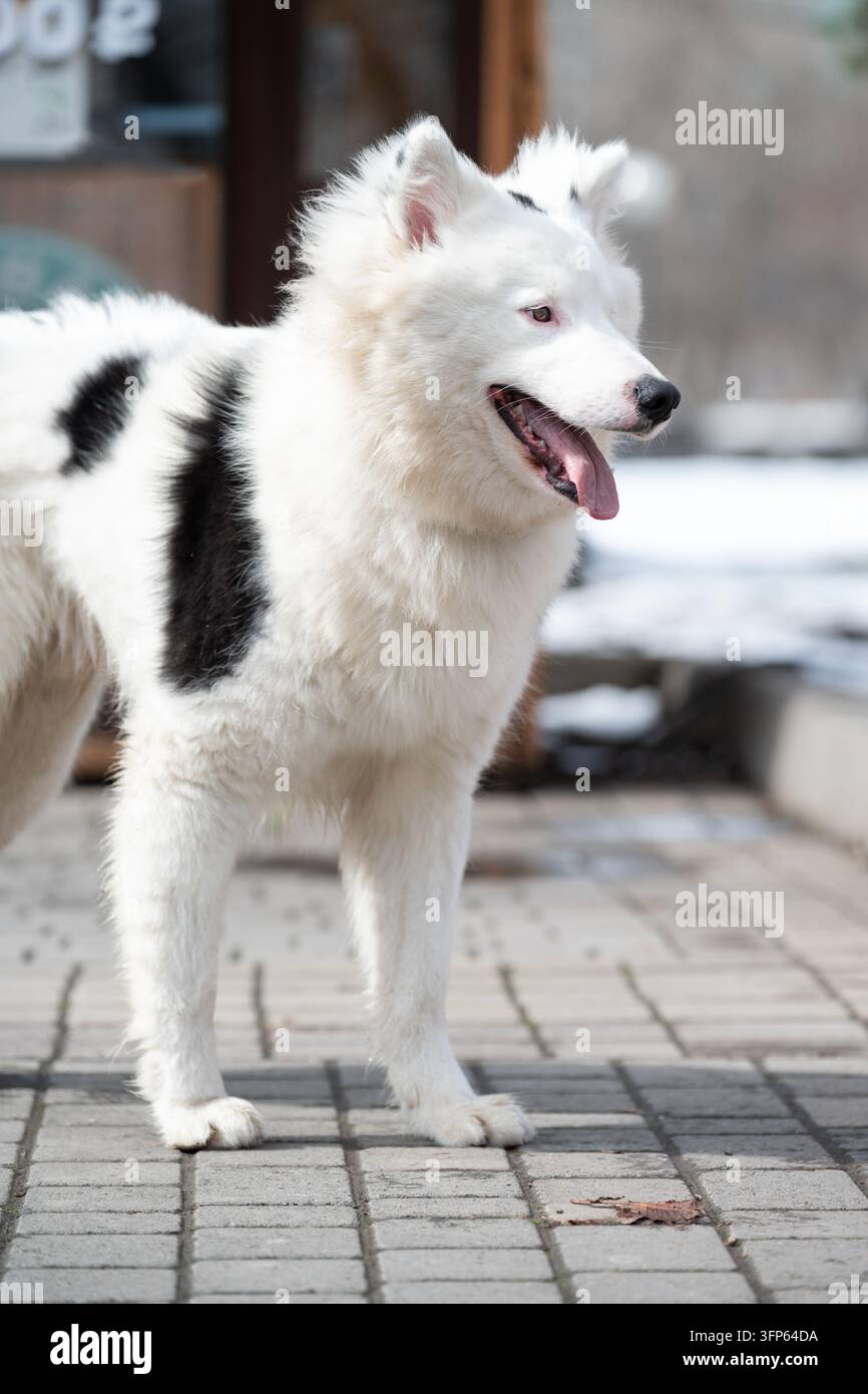 Prima verticale a tutta lunghezza di un felice cane tipo Laika di Yakutia o Samoiedo maculato in piedi su un sentiero di piastre grigie. Foto Stock