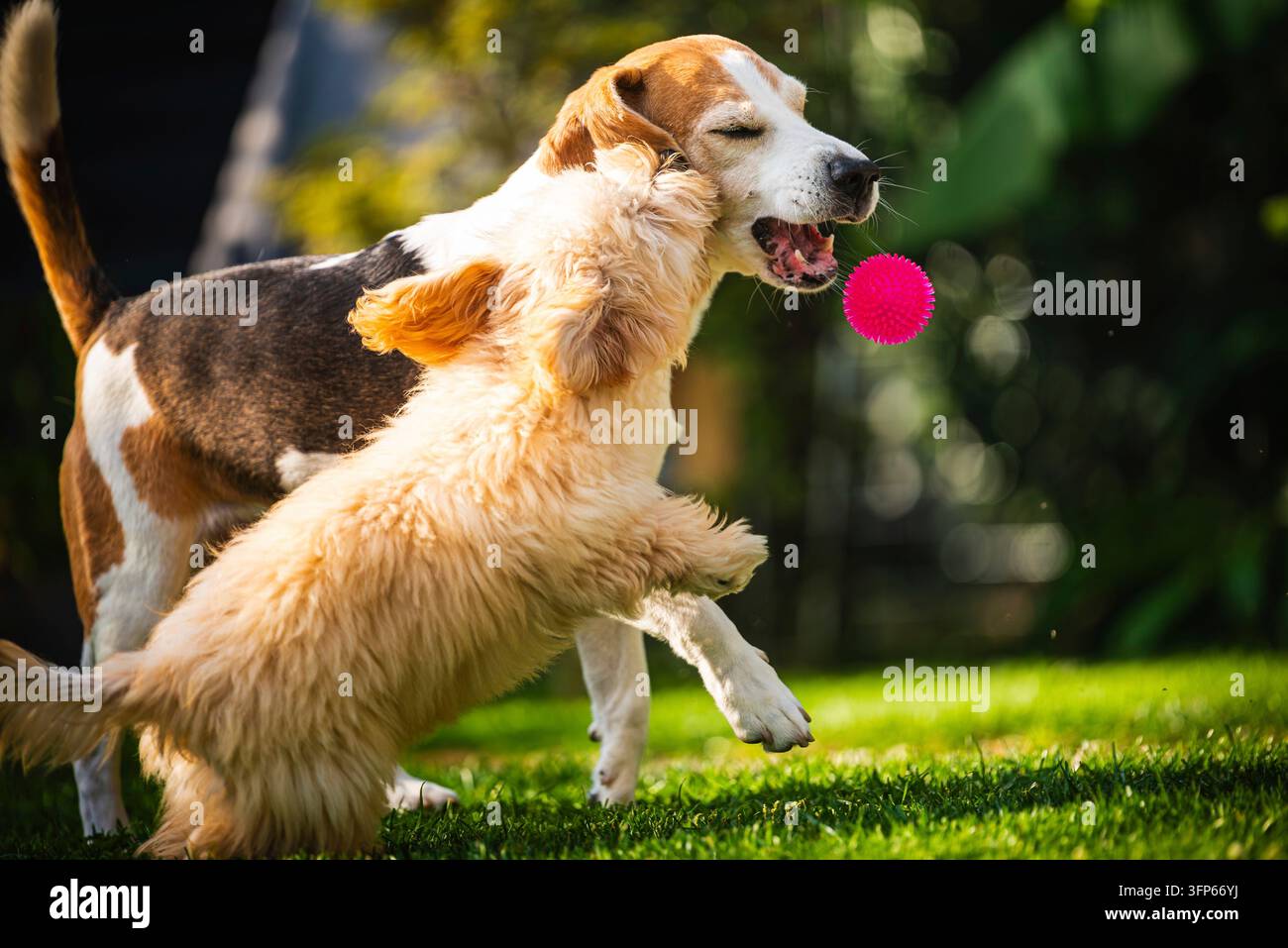 Un'immagine dinamica all'aperto che cattura il momento in cui un piccolo e soffice cucciolo di Malipoo (Moodle) salta su un Beagle adulto che sta giocando attivamente con un luminoso Foto Stock