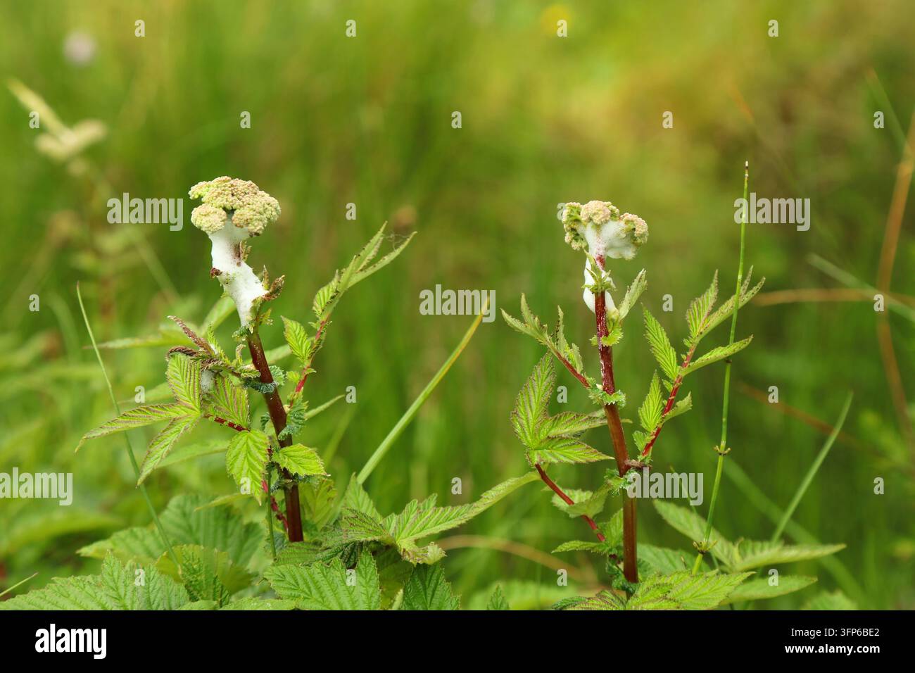 Natura in Irlanda. Pianta di Filipendula ulmaria (Filipendula ulmaria) con schiuma di cimice schiumosa del prato che protegge le larve (Philaenus spumarius). Foto Stock