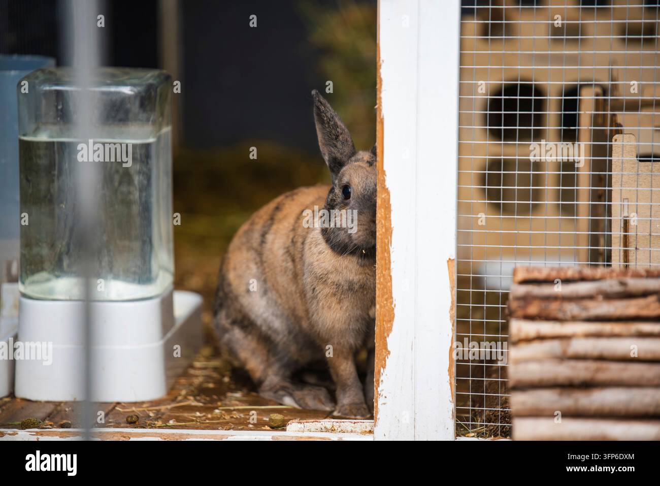 Un coniglio Agouti marrone si trova parzialmente nascosto dietro un divisorio di legno bianco accanto al suo piatto d'acqua e hutch, guardando cautamente avanti. Enclo animato Foto Stock