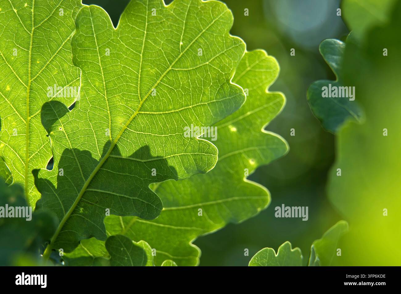 La luce del sole filtra attraverso la superficie testurizzata di foglie di quercia verde lussureggiante, evidenziandone la venazione dettagliata e i bordi lobati contro una morbida schiena bokeh Foto Stock