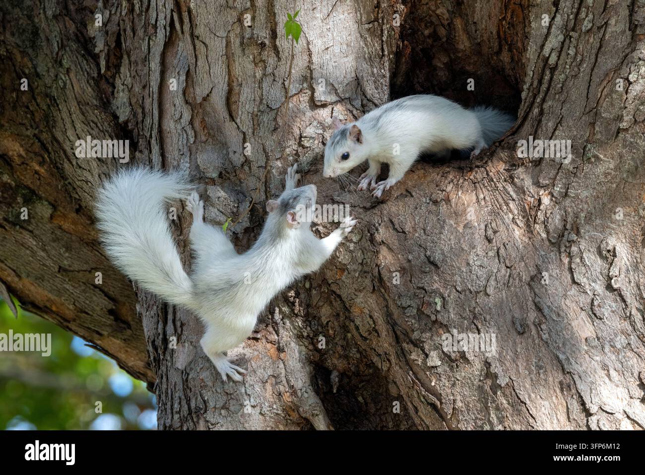 Giovani scoiattoli bianchi – Variante di colore dello scoiattolo grigio orientale (Sciurus carolinensis) – che giocano vicino alla cavità del nido, Brevard, North Carolina, USA Foto Stock