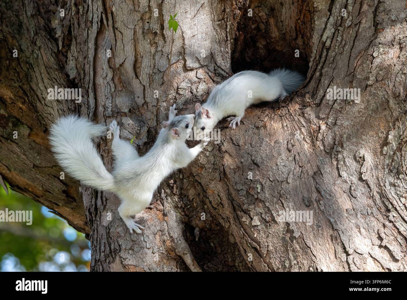 Giovani scoiattoli bianchi – Variante di colore dello scoiattolo grigio orientale (Sciurus carolinensis) – che giocano vicino alla cavità del nido, Brevard, North Carolina, USA Foto Stock