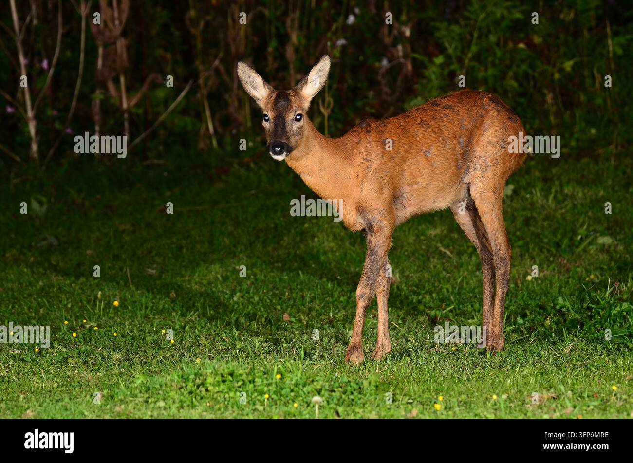 Roe Deer capreolus capreolus Dorset, Regno Unito Foto Stock