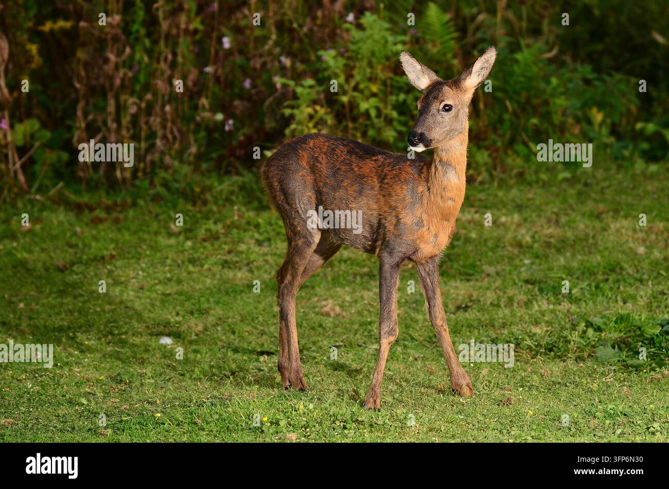 Roe Deer capreolus capreolus Dorset, Regno Unito Foto Stock