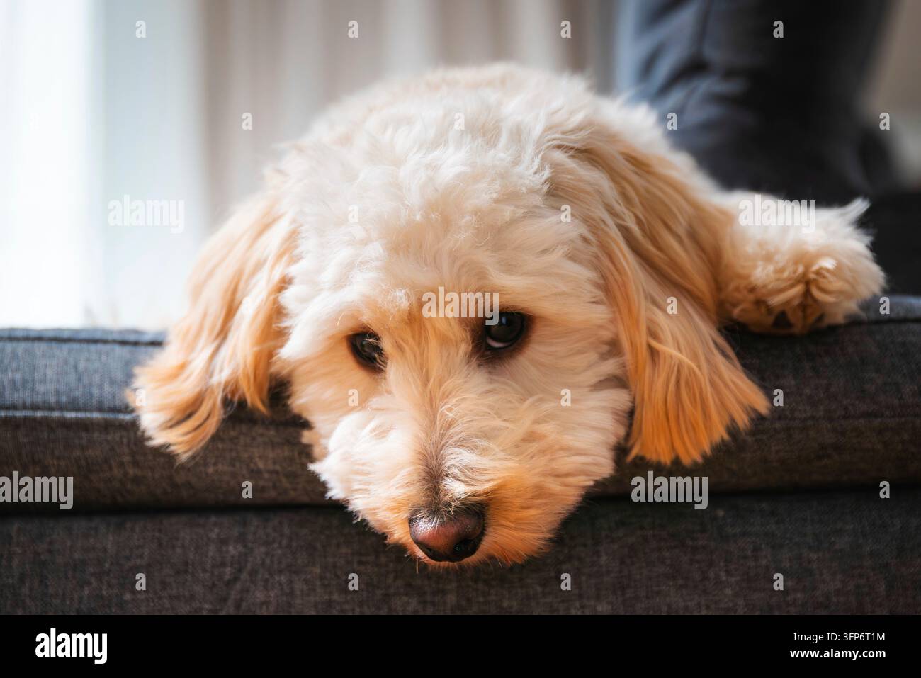 Un cucciolo di Maltipoo si rilassa su un divano, una scena di vita calda di curiosità e comfort Foto Stock