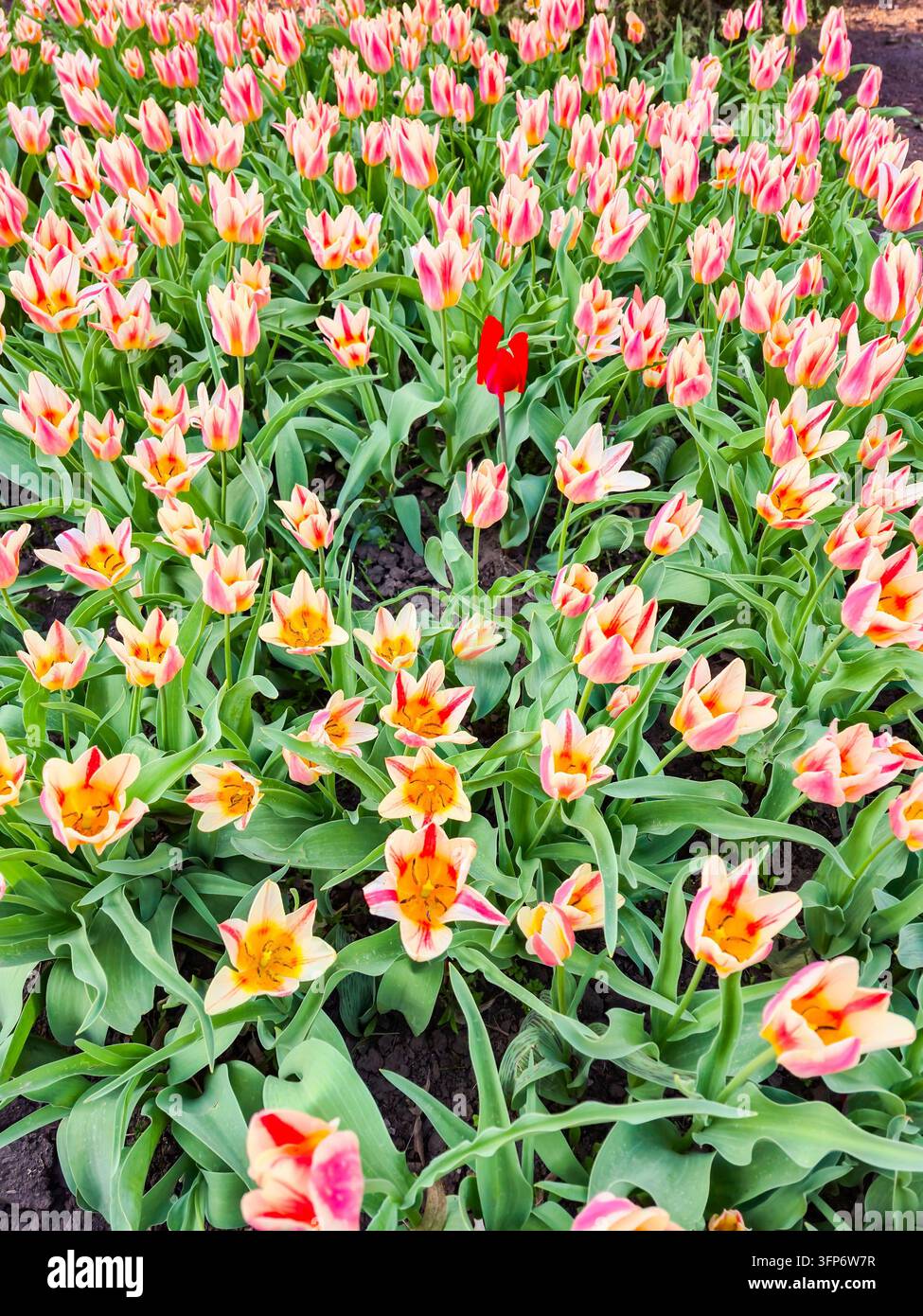 Un campo fitto di tulipani bicolori, con petali delicati rosa e gialli, è punteggiato da una singola tulipa rossa straordinaria Foto Stock