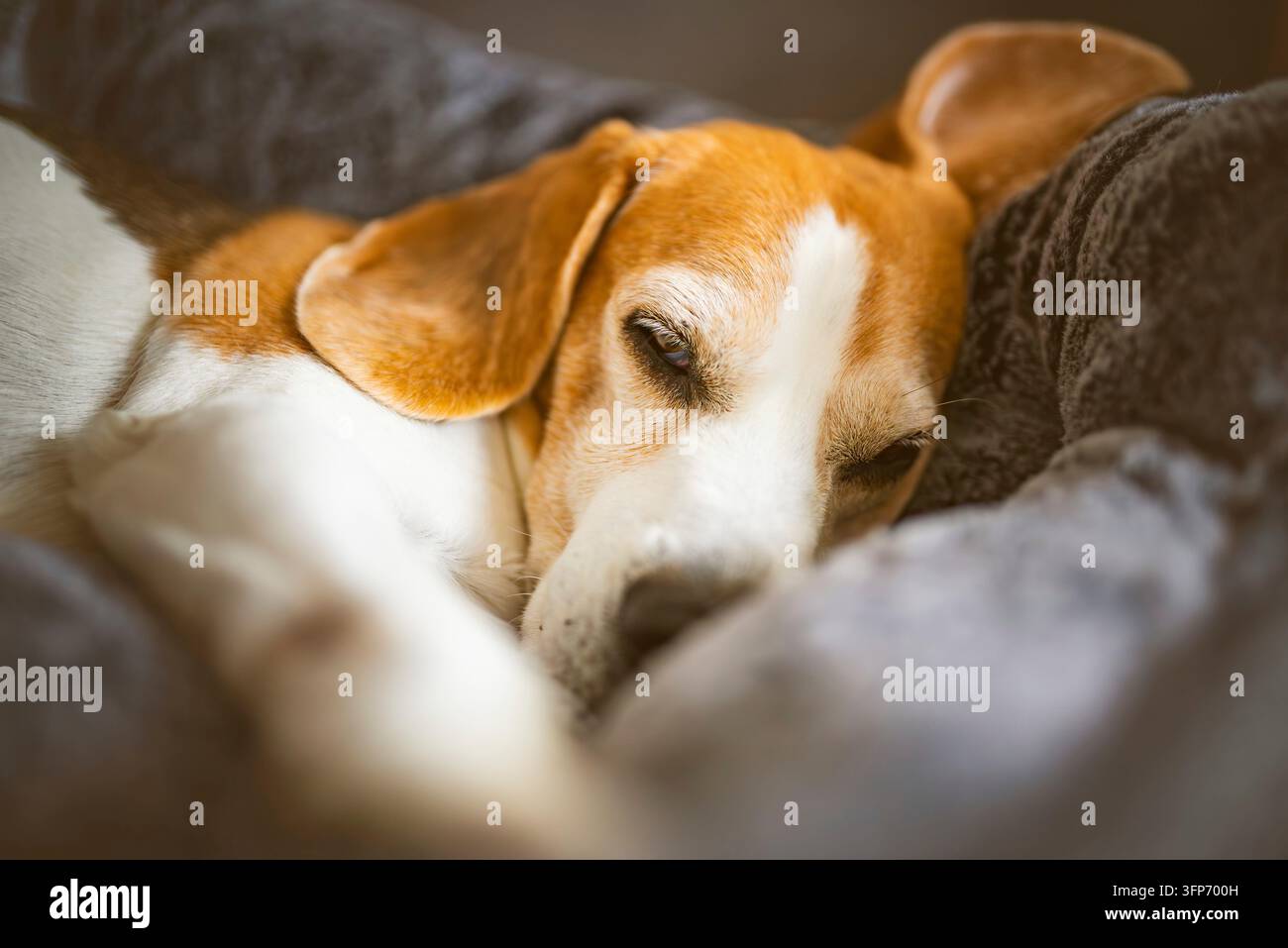 Cane Beagle che dorme pacificamente in casa su una coperta accogliente, riposo tranquillo a casa, comfort Foto Stock