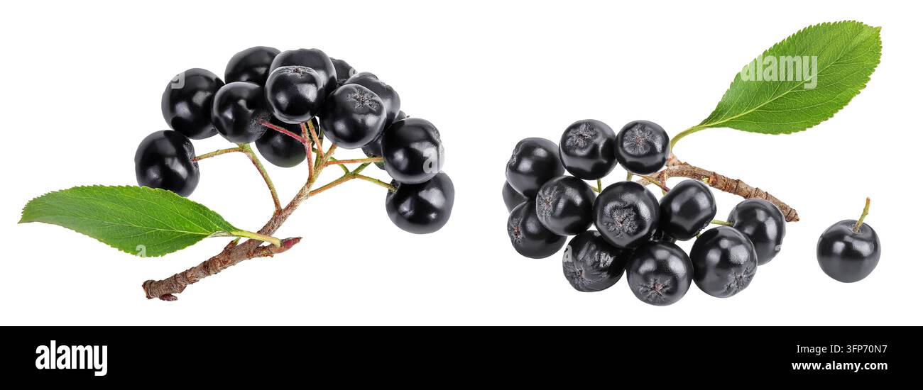 Chokeberry con foglia isolata su sfondo bianco. Aronia nera. Vista dall'alto. Posizione piatta Foto Stock