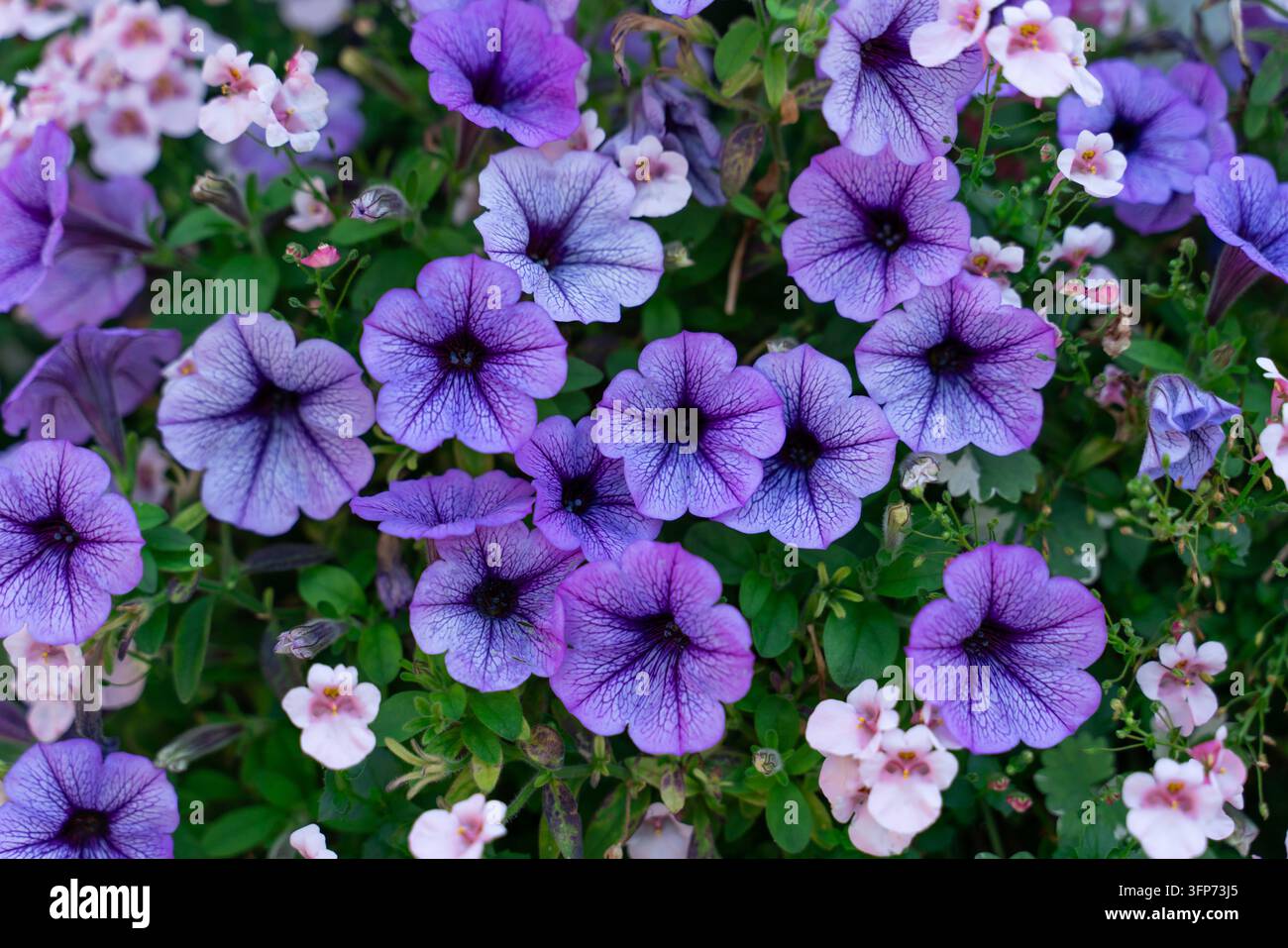 Cluster vibrante di petunie porporine con venature scure circondate da fiori rosa pallido, che creano una composizione decorativa da giardino con una vegetazione rigogliosa Foto Stock