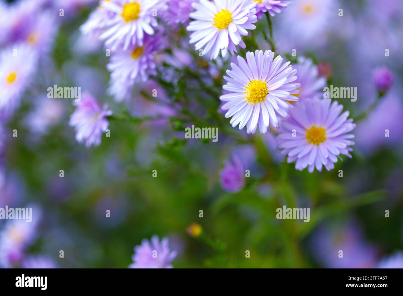 Fiori di aster viola con centro giallo che fioriscono in giardino con sfondo sfocato morbido in bokeh Foto Stock