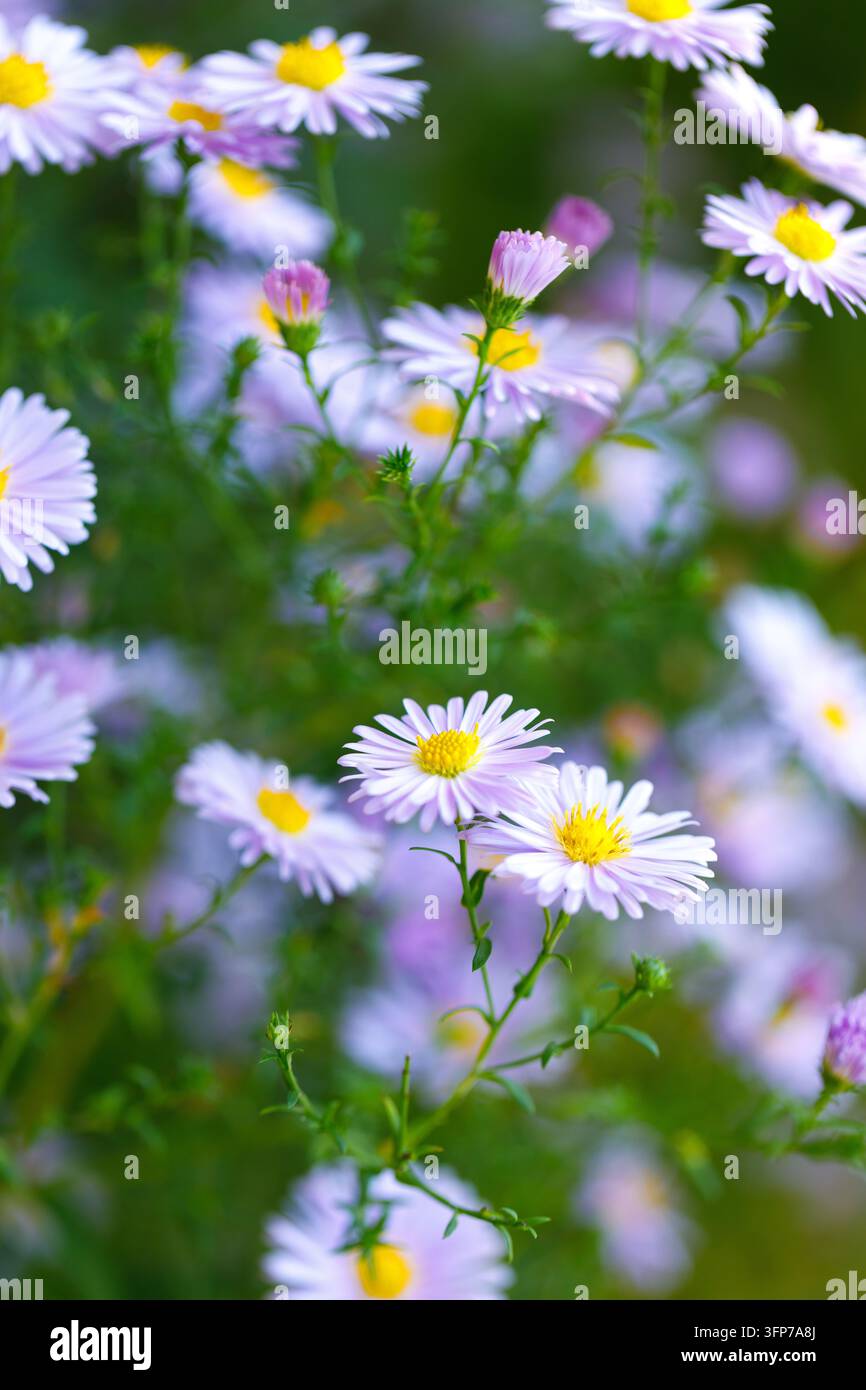 Fiori di aster viola con centro giallo che fioriscono in giardino con sfondo sfocato morbido in bokeh Foto Stock