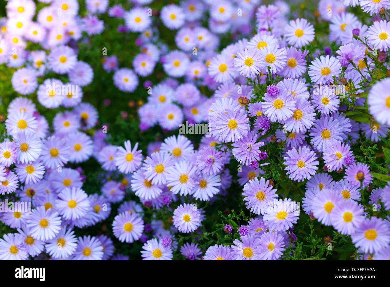 Fiori di aster viola con centro giallo che fioriscono in giardino con sfondo sfocato morbido in bokeh Foto Stock