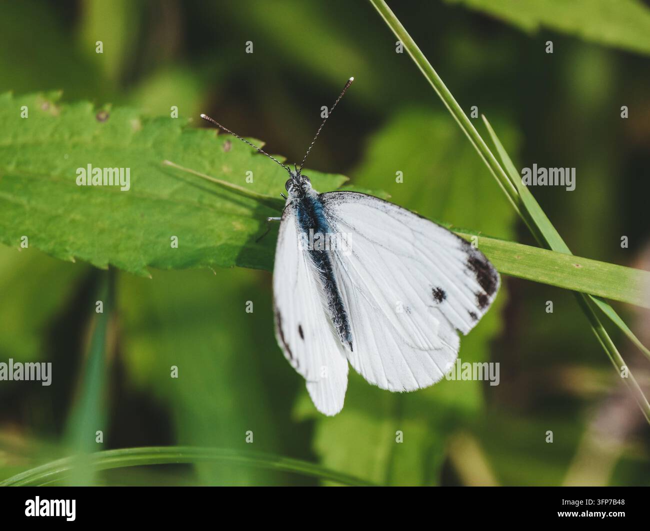 Farfalla bianca a venature verdi selvatica che riposa su una vegetazione verde vibrante in un prato estivo. Vista macro dettagliata di Pieris napi con ali bianche nell'habitat naturale. Sfondo botanico ecologico Foto Stock