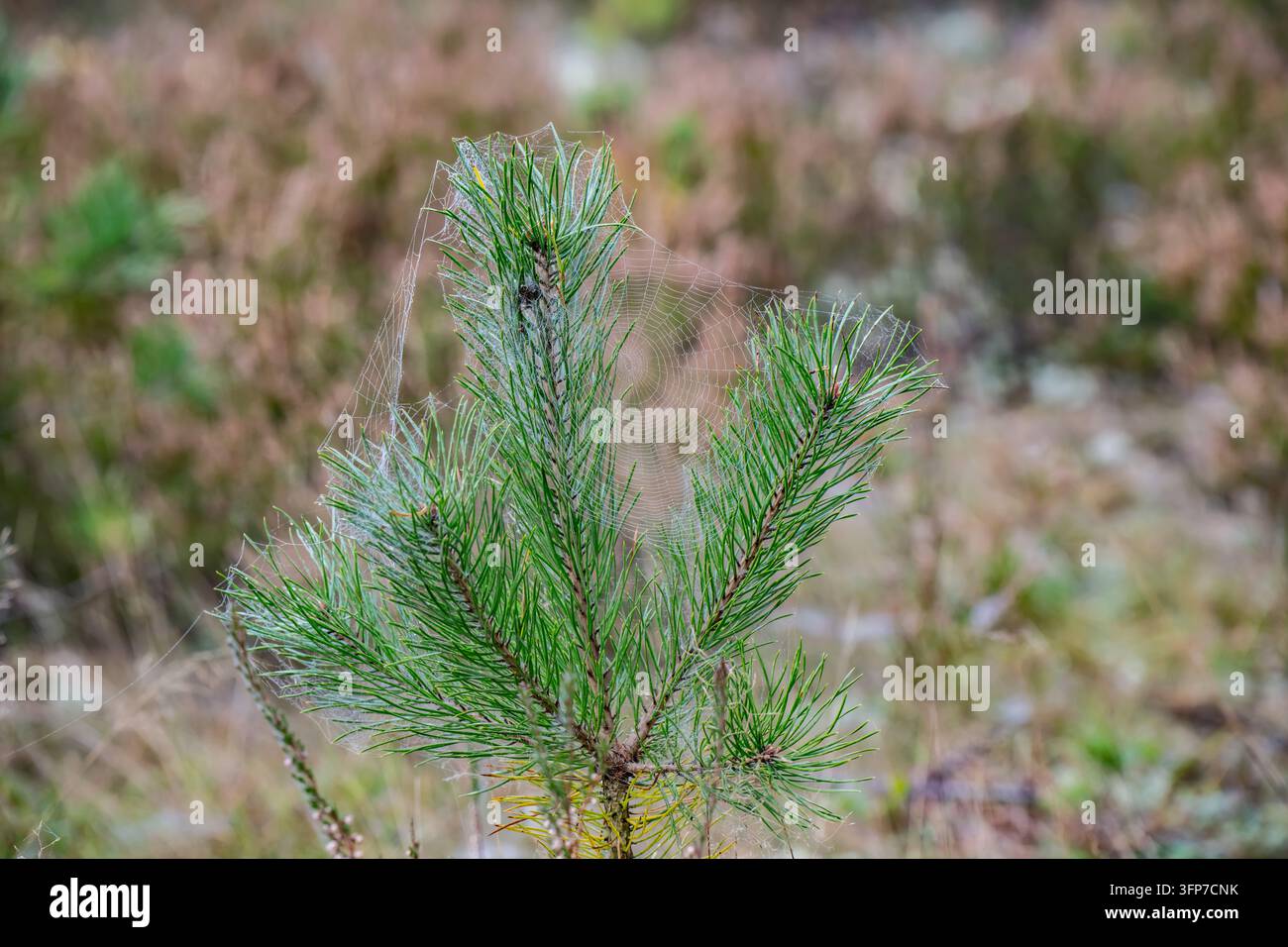 Seta sottile di ragno copre i germogli di un giovane pino con una ragnatela rotonda sospesa tra i grappoli di aghi, illustrando il microhabitat delle conifere e l'umidità c Foto Stock
