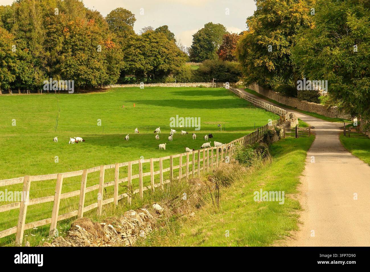 Peccari al pascolo in un prato verde accanto a una strada di campagna, circondati da muretti di pietra e alberi autunnali in un paesaggio rurale inglese Foto Stock