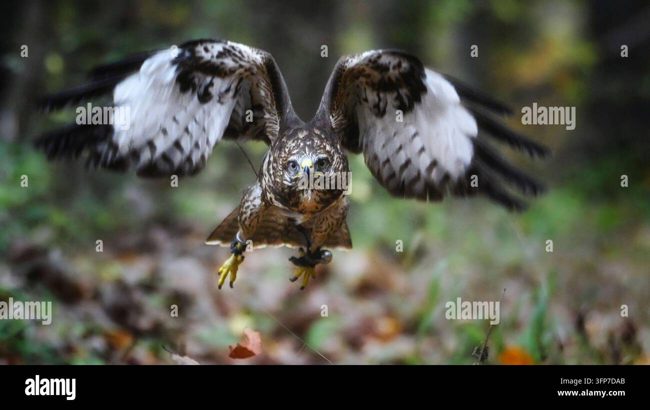 Falco pellegrino – Falco peregrinus in volo in autunno in Slovacchia Foto Stock