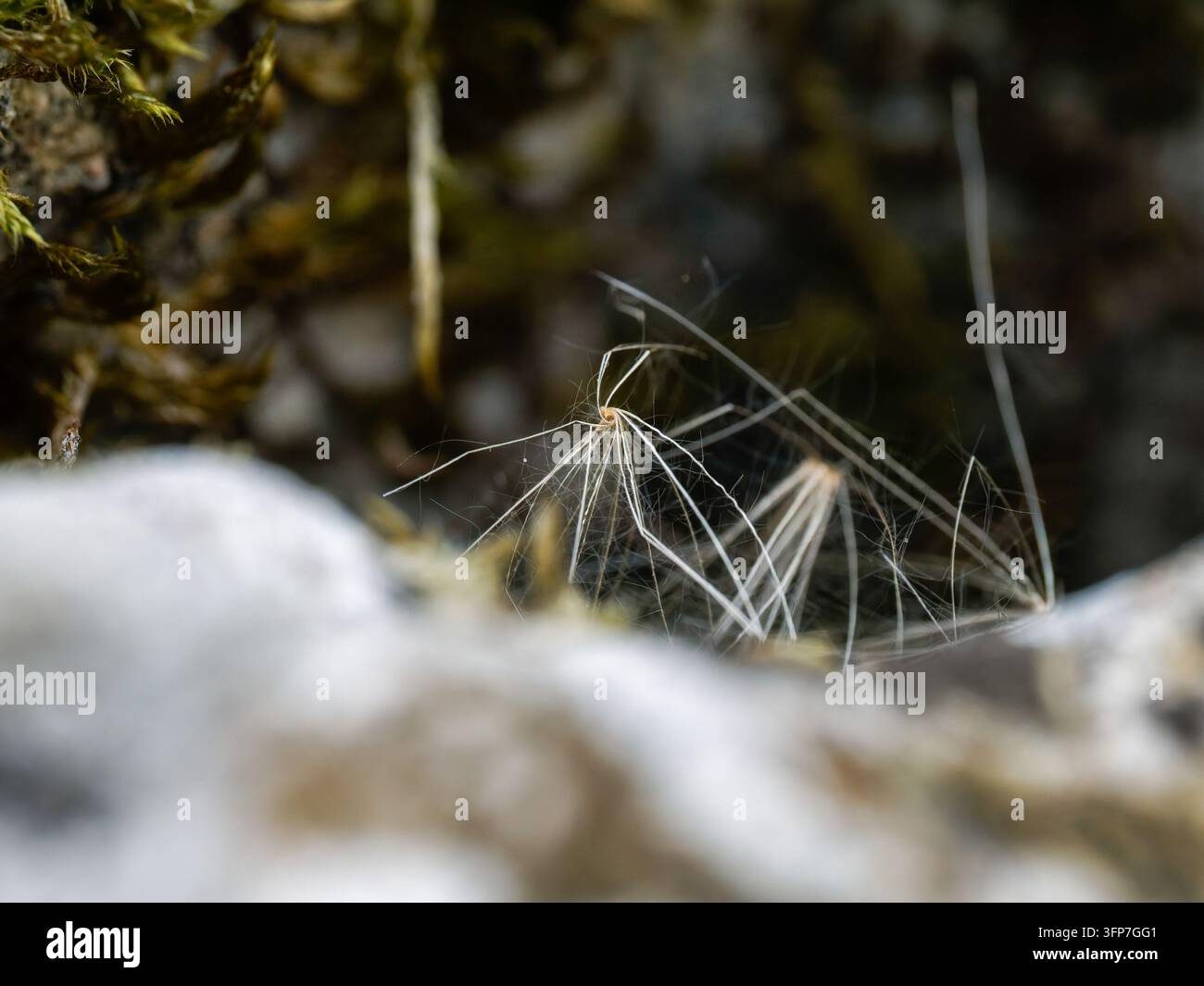 Prima vista di fili di seta di ragno attaccati a muschio e una superficie ruvida a Cheny Foto Stock
