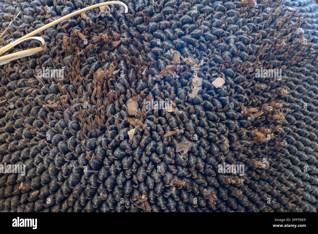 Vista macro di una testa di girasole matura densamente ripiena di semi scuri e resti di fiori secchi, che mostra il motivo naturale dei semi, la maturità del raccolto e la vendemmia Foto Stock