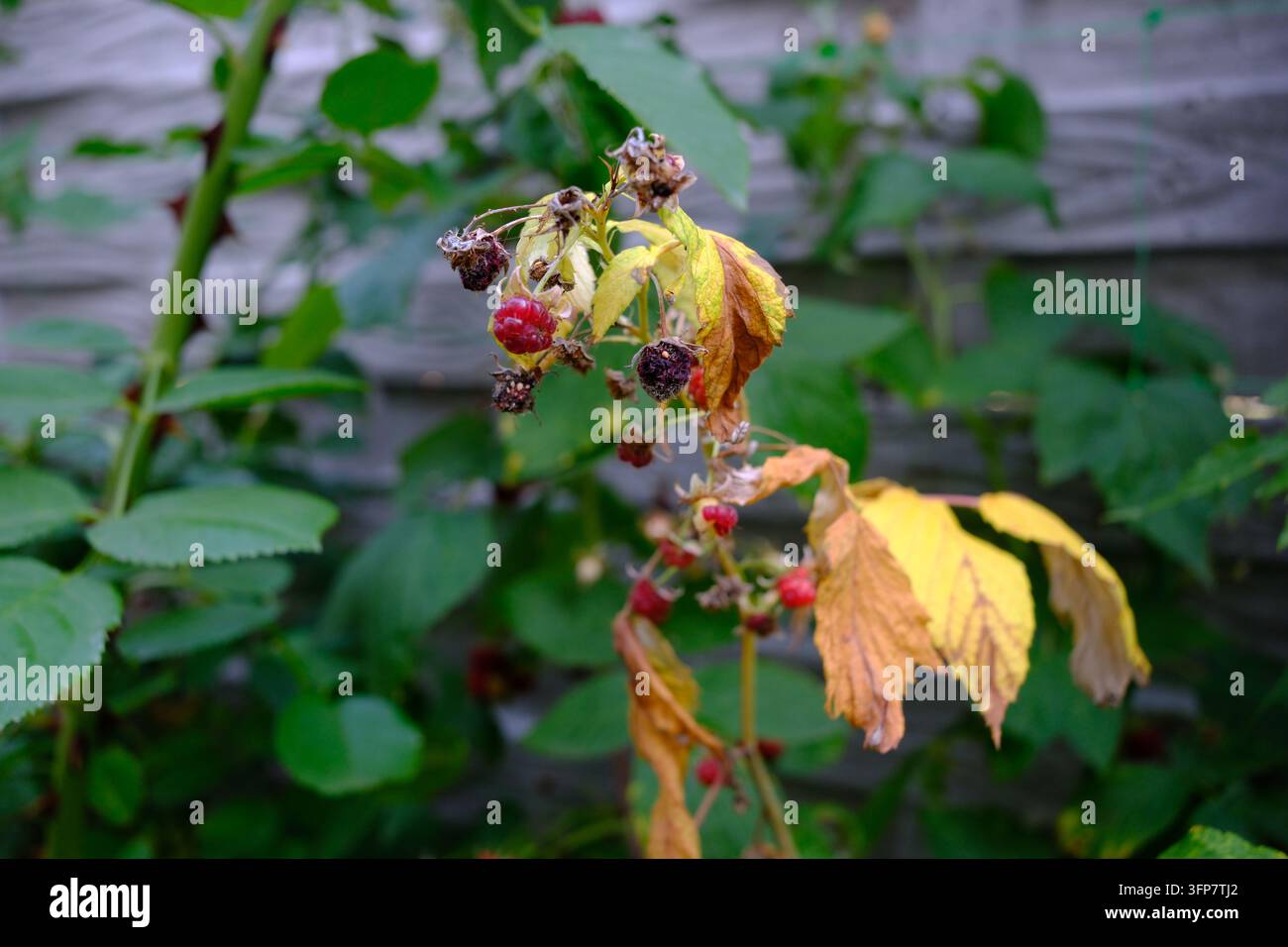 Lamponi con frutti danneggiati e foglie gialle secche su un cespuglio, segni di deperimento delle piante in un giardino Foto Stock
