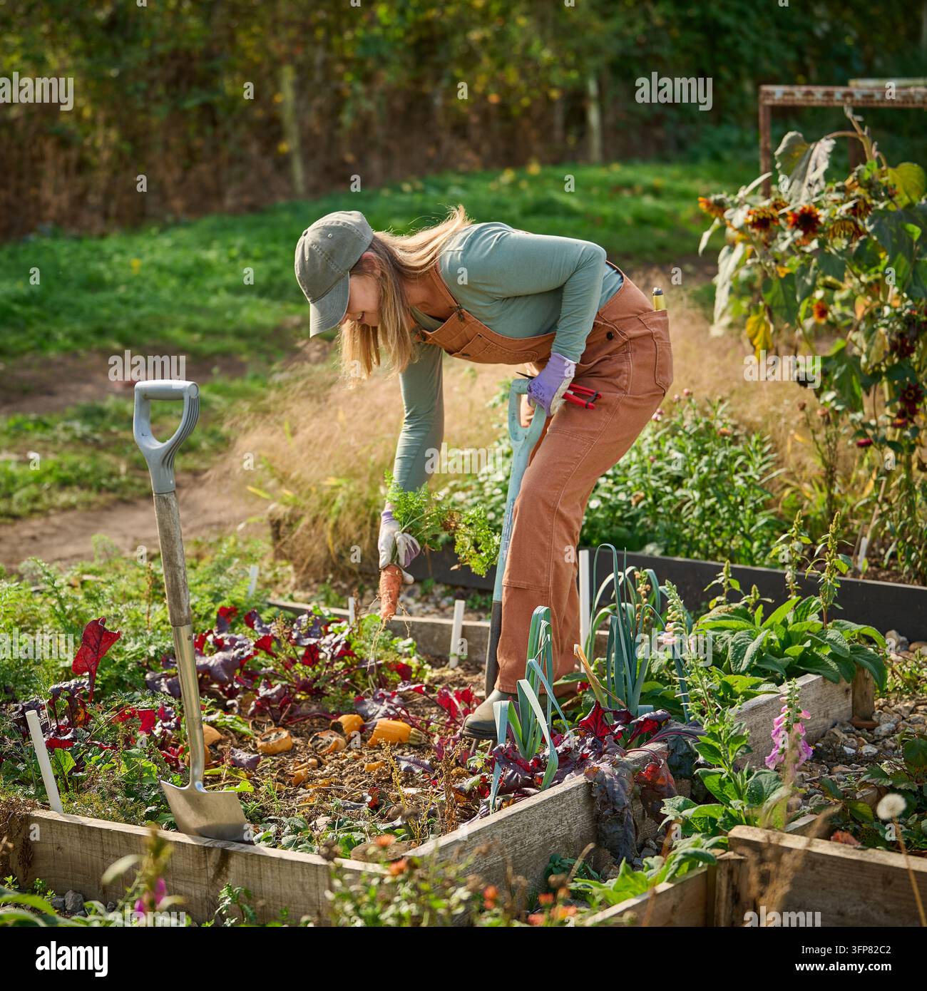 Una donna in abiti da giardinaggio e guanti cammina accanto ad aiuole rialzate in un giardino maturo, con una vanga in primo piano. Le aiuole contengono Foto Stock