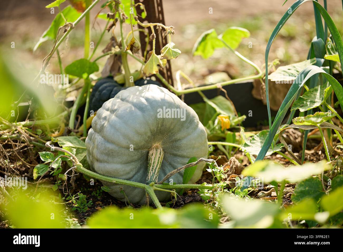 Un grosso zucchino grigio-verde che cresce sul terreno tra una fitta vegetazione del giardino. L'immagine mostra un giardino produttivo con piante di zucca e stelo rampicante Foto Stock