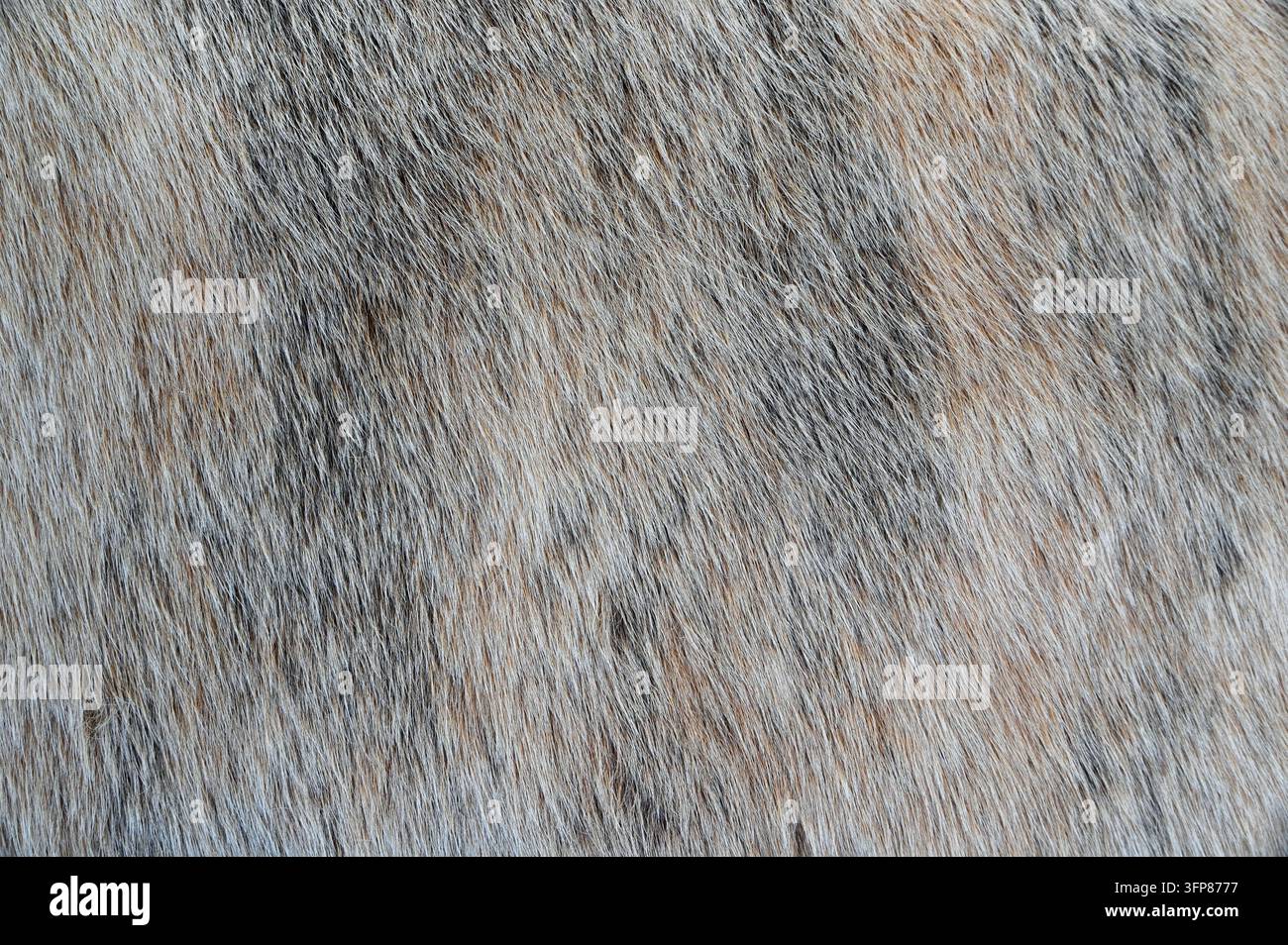 Sfondo texture in pelle di cinghiale europeo Foto Stock