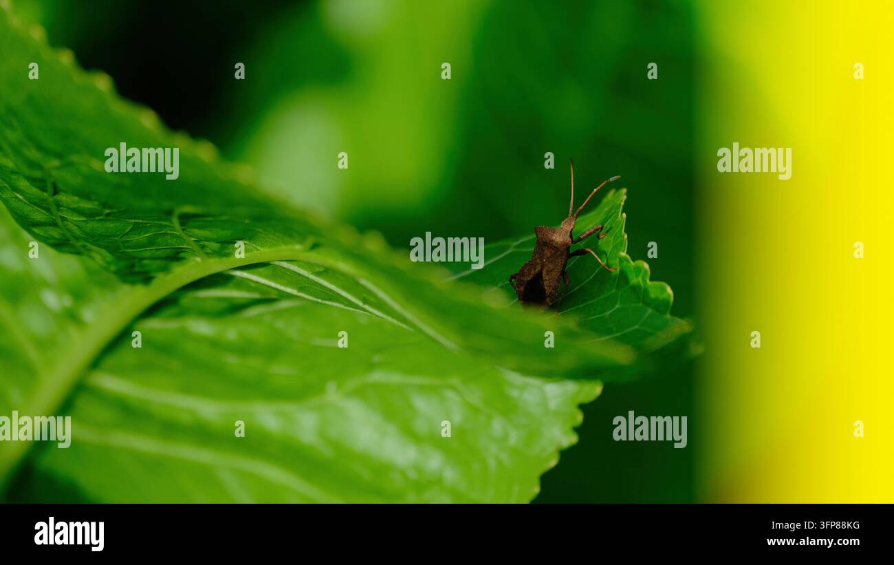 Cimice dock Coreus marginatus su una foglia verde vibrante con spazio libero giallo Foto Stock
