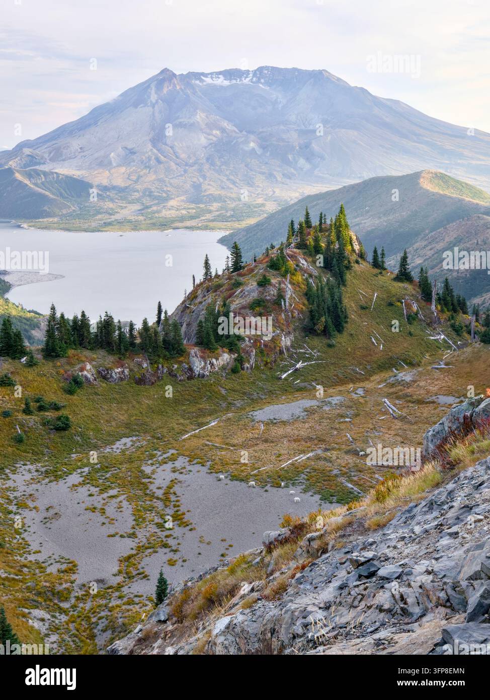 Monte Saint Helens e Spirit Lake, Mt Saint Helens, Nordovest Pacifico, Stato di Washington. Visto dal sentiero escursionistico Backcountry del Monte Margaret. Foto Stock