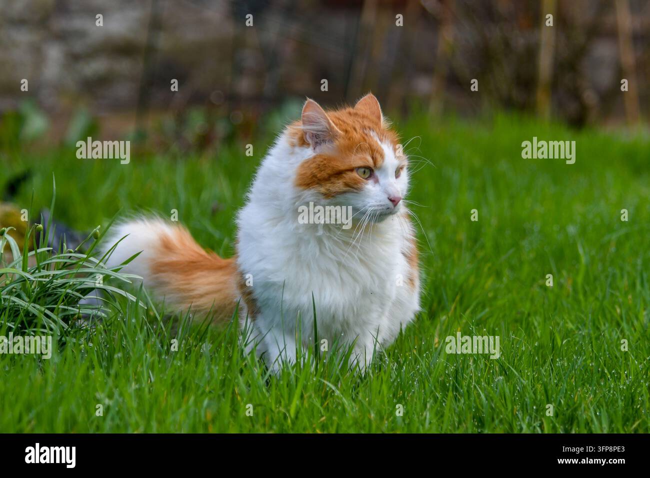 Gatto domestico arancione e bianco seduto sull'erba in Cumbria Foto Stock