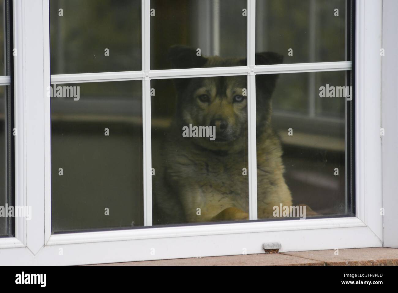 Cane che guarda fuori da una finestra con montanti bianchi nel Cumbria. Foto Stock