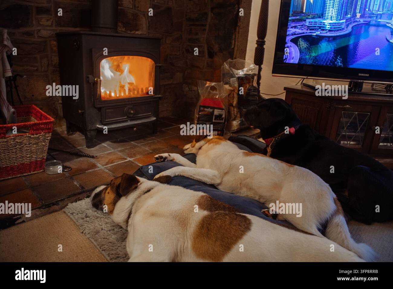 Tre cani di razza mista che riposano su tappeti accanto a un caminetto interno illuminato con una TV sullo sfondo Foto Stock