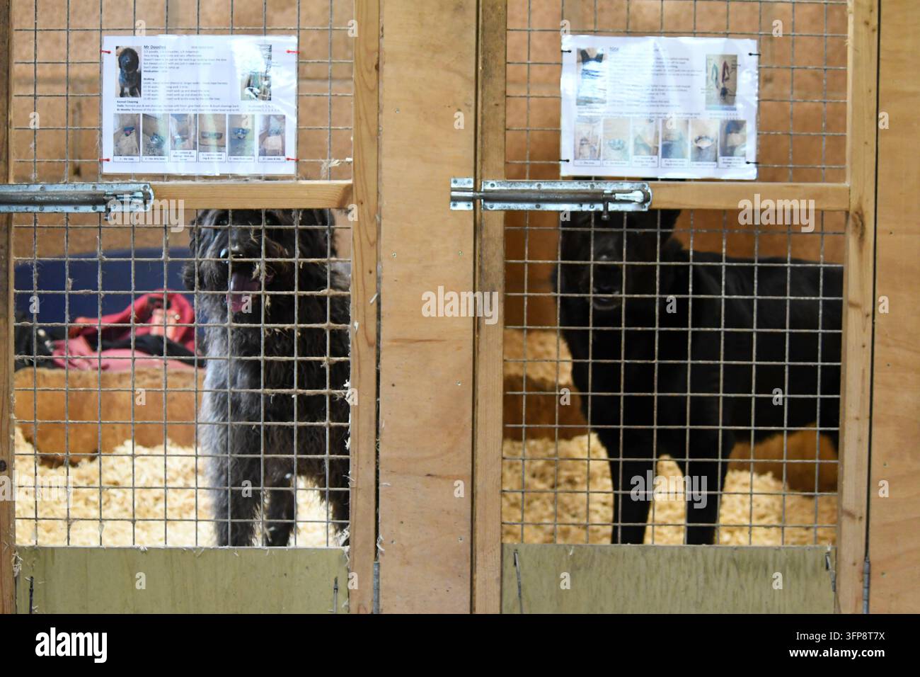 Due cani dietro una grata metallica in canili a Cumbria, identificati come Berger allemand e Goldendoodle. Foto Stock