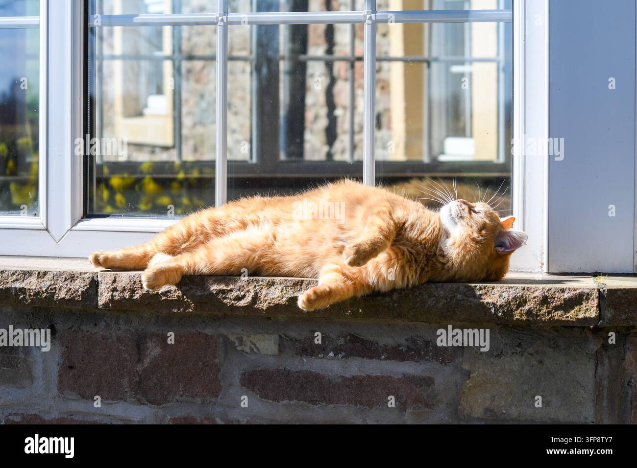 Gatto zenzero sdraiato su un davanzale di pietra che si crogiola al sole in Cumbria. Foto Stock