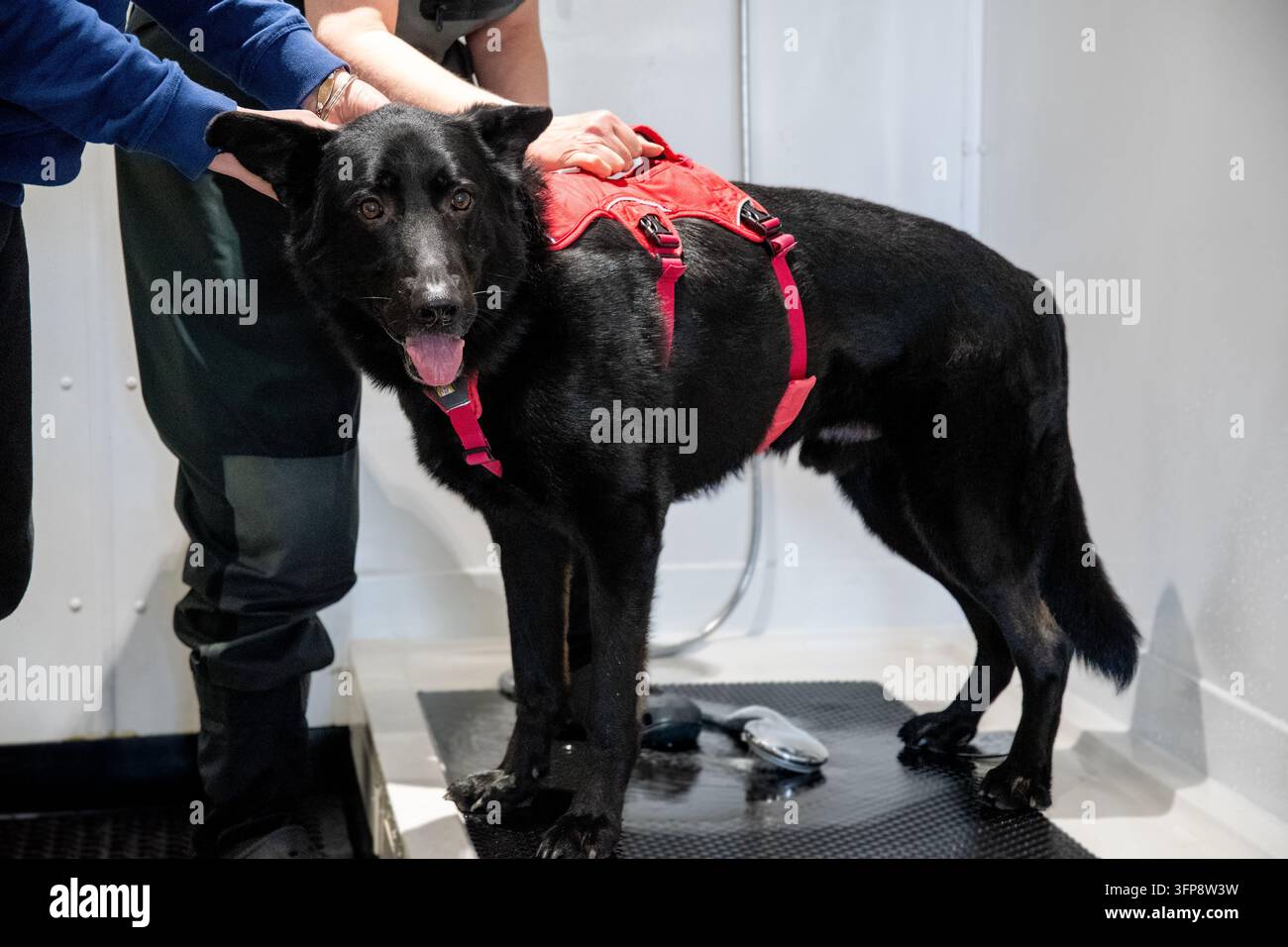 Un cane Pastore Tedesco nero con un guinzaglio rosso in Cumbria, tenuto da due persone al chiuso. Foto Stock