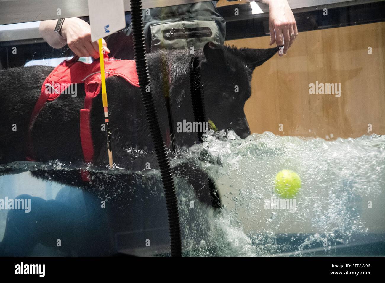 Cane pastore tedesco che nuota sott'acqua in una vasca terapeutica in Cumbria indossando un giubbotto rosso. Foto Stock