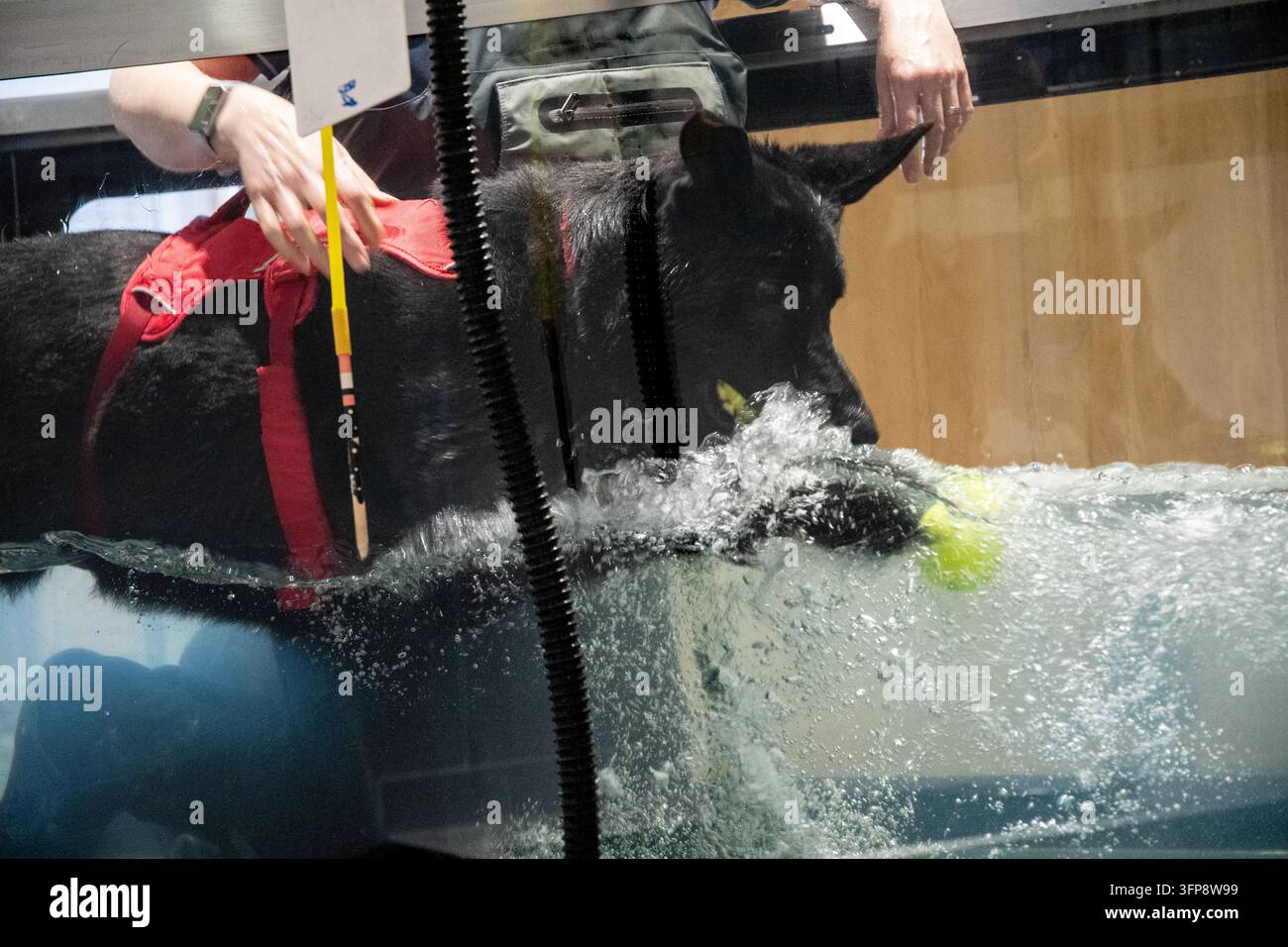 Cane Pastore Tedesco in una vasca di esercizio con tapis roulant acquatico a Cumbria, indossando un'imbracatura rossa. Foto Stock