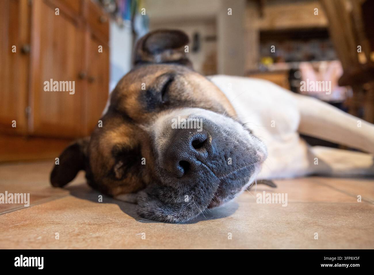 Cane meticcio che assomiglia ad un Akita e ad un American Bulldog sdraiato sul pavimento al chiuso in Cumbria. Foto Stock