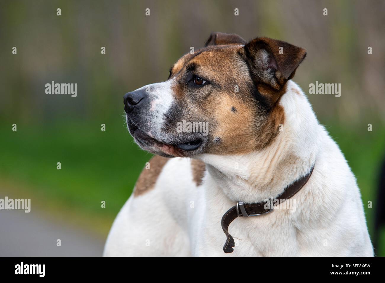 Primo piano del profilo laterale di un cane di razza mista, incrocio tra Akita e Bulldog Americano, in Cumbria. Foto Stock