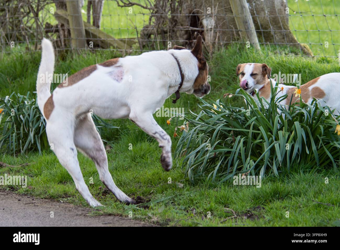 Due cani di razza mista interagiscono sull'erba in Cumbria con un incrocio tra Akita e American Bulldog menzionato nel nome del file. Foto Stock