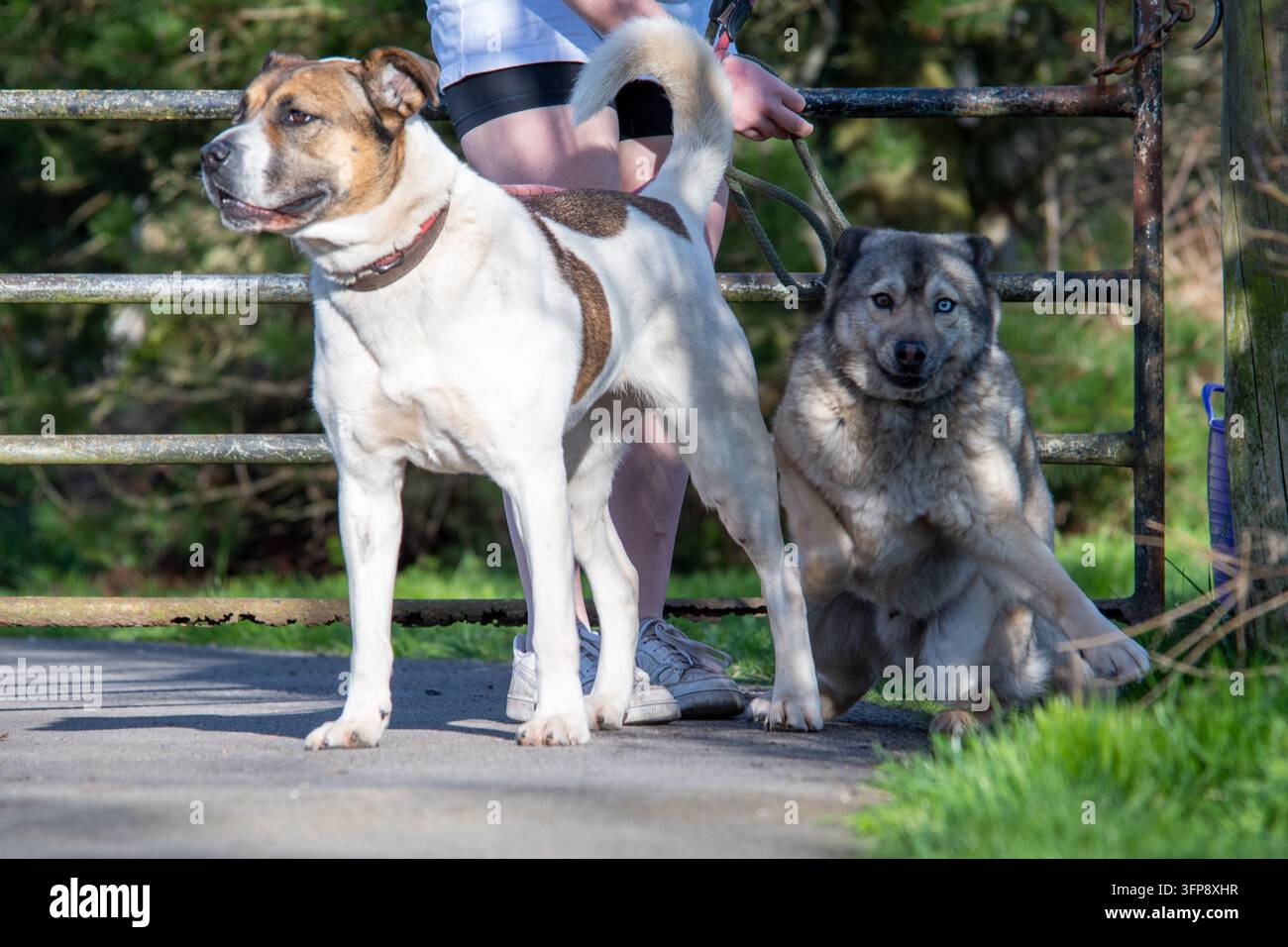 Due cani, un incrocio Akita e un incrocio American Bulldog, sono al guinzaglio all'aperto nel Cumbria. Foto Stock