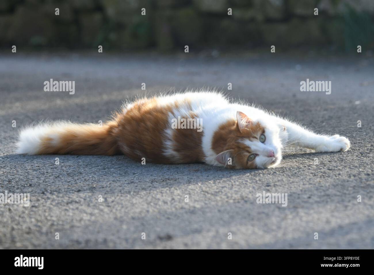 Gatto domestico zenzero e bianco disteso sul terreno lastricato in Cumbria. Foto Stock