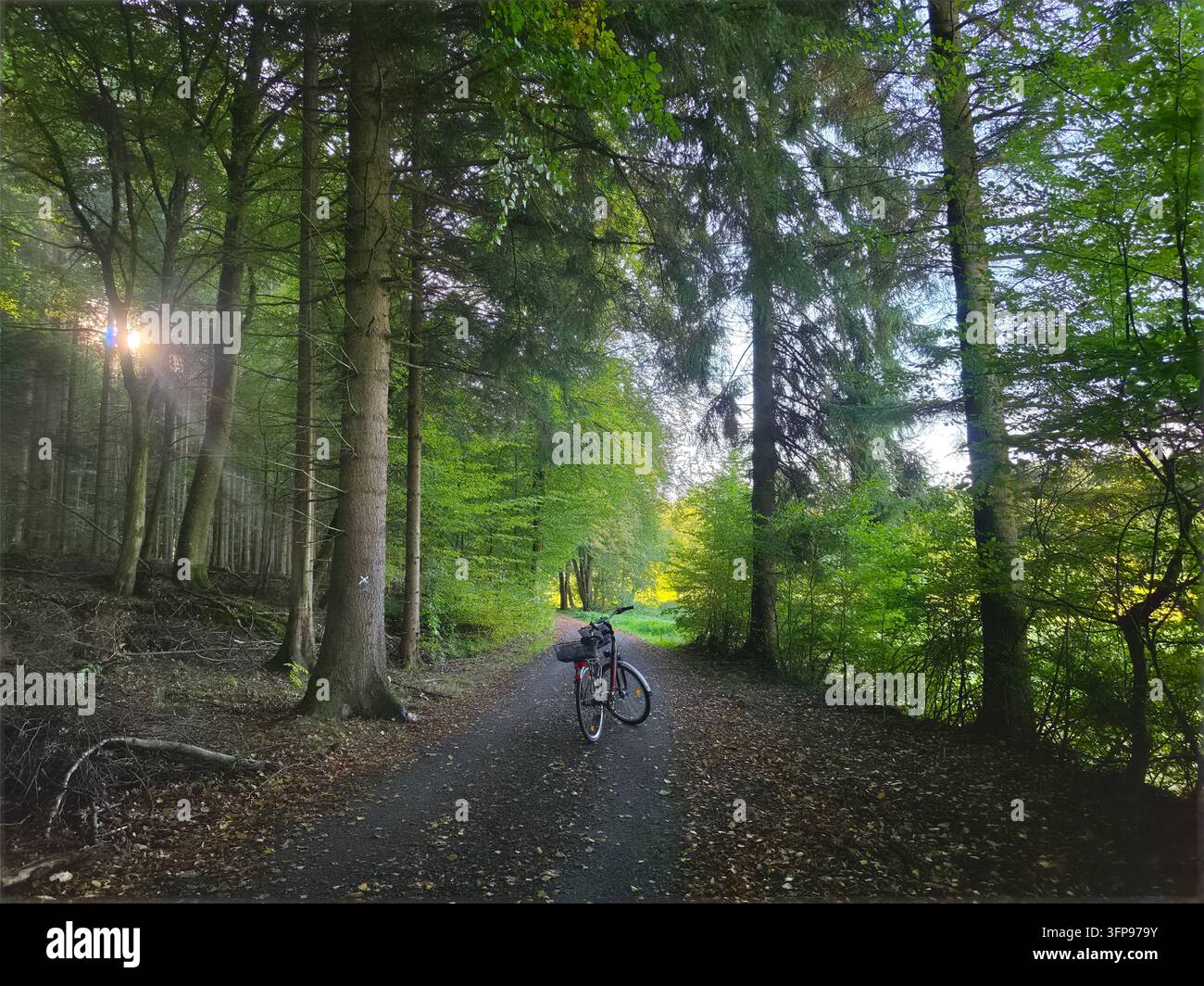 Una bicicletta parcheggiata su un sentiero boschivo panoramico circondato da alti alberi verdi e luce solare che filtra attraverso la chioma - Immagine stock catturata con smartphone