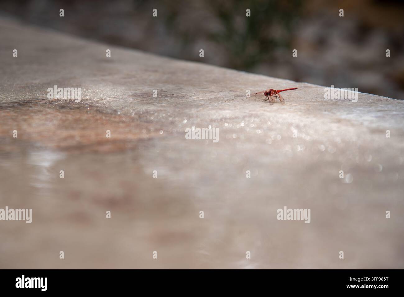 Libellula rossa appoggiata su una pietra bagnata illuminata dal sole con gocce d'acqua, bokeh morbido e spazio per il testo Foto Stock