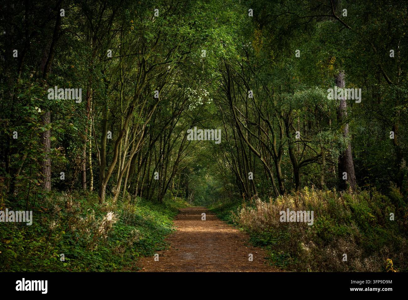 Sentiero forestale, Sansom Wood, Ravenshead, Nottingham Foto Stock