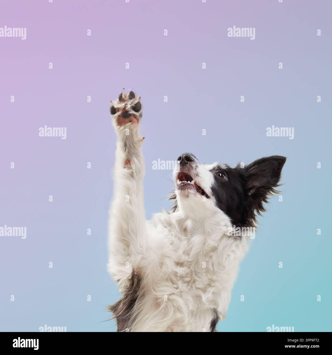 Un border collie alza la zampa, sembrando allegro ed energico su uno sfondo pastello. L'illuminazione evidenzia il suo folto pelo. Foto Stock