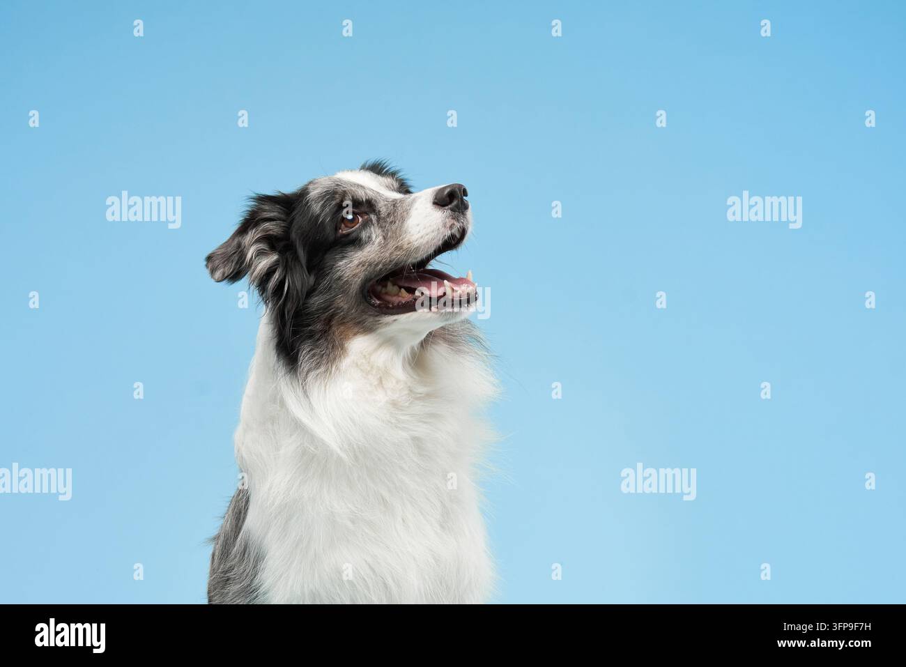 Due Border Collie seduti vicini si scambiano uno sguardo con espressioni gentili. Il legame tra loro suggerisce fiducia e calore. Foto Stock